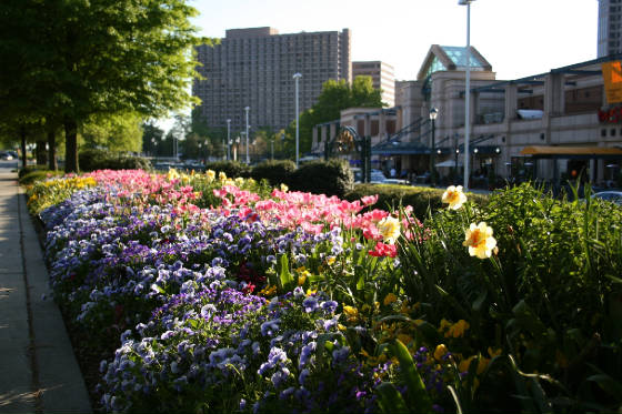 flowerscity.jpg