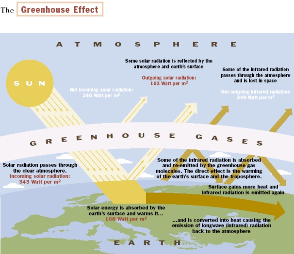 greenhouse1.jpg